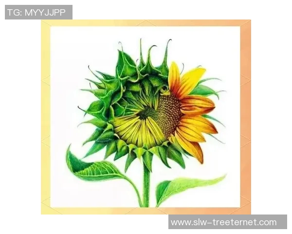 张娜独家分享篮球心得与技巧助你提升球技的全面指南